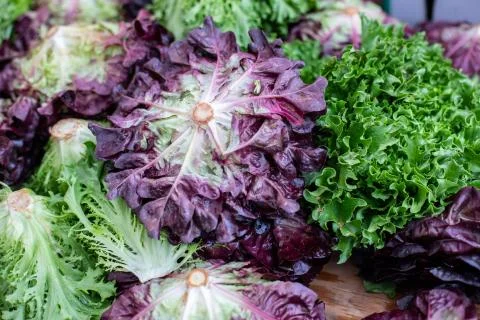 Assorted colorful lettuce displayed on a table: green leaf and red leaf lettuce Stock Photos