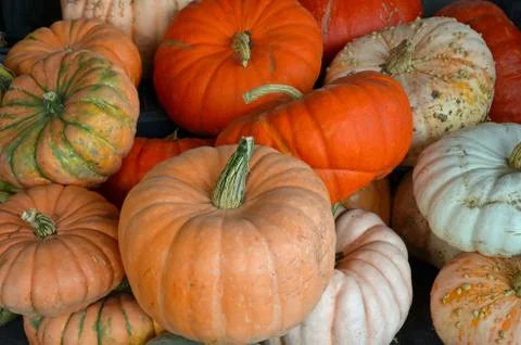 Assorted colorful pumpkins Foto stock