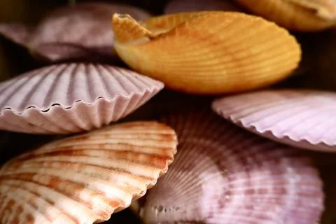 Assorted colorful seashells in soft focus, featuring gentle pink, orange Stock Photos