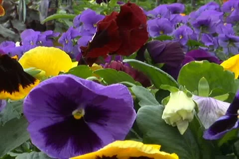 Assorted Colors Flowers 動画素材 10710189