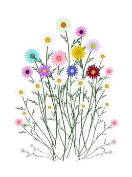 Assorted Daisy Blossoms on A White Background Stock Illustration
