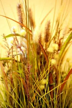 Assorted decorative dried grass Stock Photos