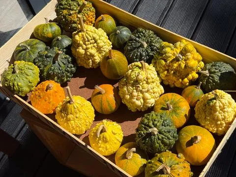 Assorted decorative pumpkins in a wooden crate under sunlight. Autumn harvest Stock Photos