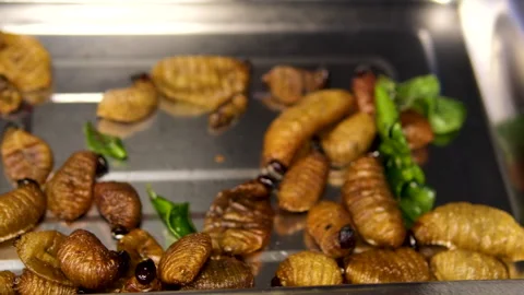 Assorted edible insects including silkworm pupae and crickets served on metal Stock Footage 313532958