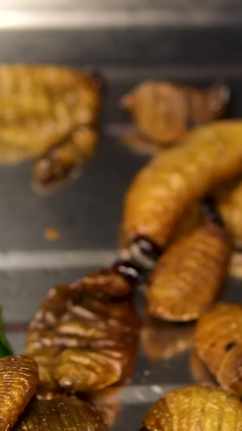 Assorted edible insects including silkworm pupae and crickets served on metal Stock Footage 313904313