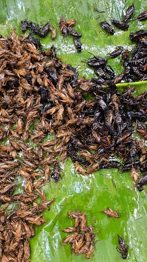 Assorted edible insects including silkworm pupae and crickets served on banana l Stock Footage 325844473