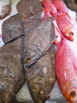 Assorted fish on ice display with sharp teeth and vibrant red scales Stock Photos