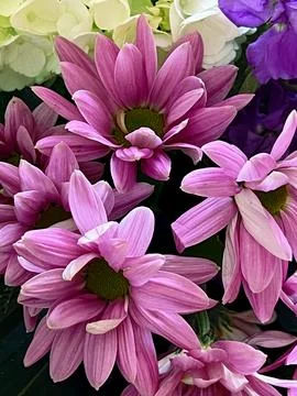 Assorted Flower Bouquet Stock Photos