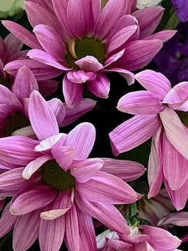 Assorted Flower Bouquet Stock Photos