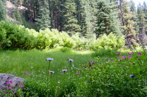 Assorted flowers along the meadow path of the Castle Crest Wildflower Trail in Foto stock