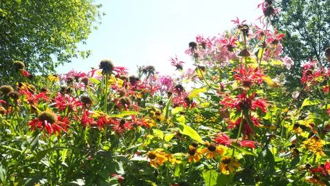 Assorted flowers in a garden Stock Photos