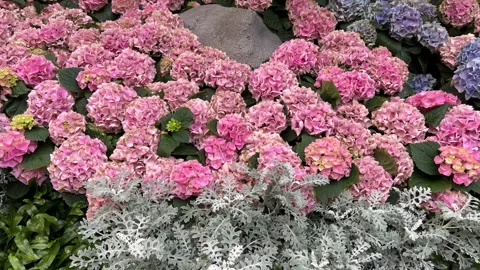 Assorted flowers interior garden Stock Footage 197010261