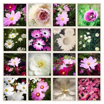 Assorted flowers on plain background Stock Photos