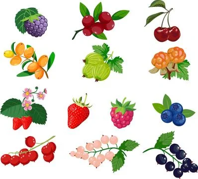 Assorted fresh berries and summer fruit collection イラスト素材