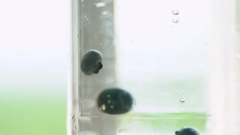 Assorted fresh berries falling into jar of water Stock Footage 135382782