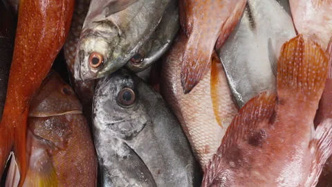 Assorted fresh fish displayed on a market stall, close-up view. Video stock 328030240