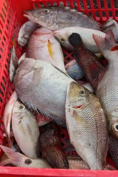 Assorted Fresh Fish in Red Basket at Seafood Market Stock Photos