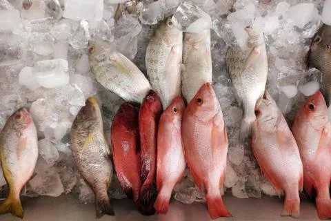 Assorted fresh fish stored on ice Stock Photos