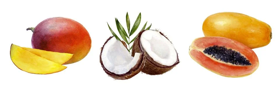 Assorted Fresh Mango, Coconut, and Papaya Fruits beautifully arranged on a White Stock Illustration