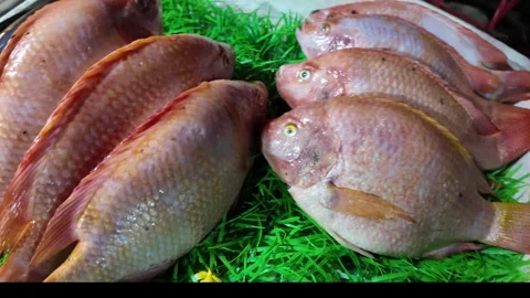 Assorted Fresh Whole Fish Display at Night Street Market in Thailand Video stock 328005056