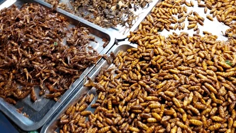 Assorted fried and crispy insects Stockbeeldmateriaal 293387355
