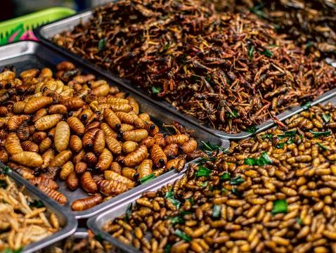 Assorted Fried Insects and Silkworm Pupae Trays Thai Street Food Market 写真素材