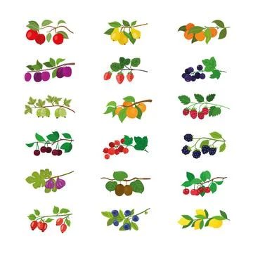 Assorted fruits dangle from a verdant twig adorned with vibrant leaves. Stock Illustration