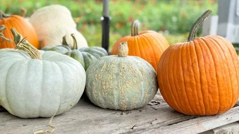 Assorted garden pumpkins on bench bright country harvest vibe natural seasona Stock Photos