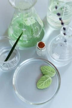 Assorted glass bottles and flasks arranged with green plants on table in modern Stock Photos