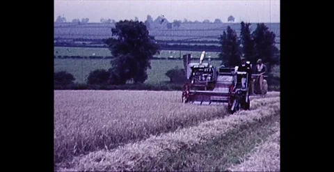 ASSORTED GRAIN CROPS / HARVESTING, THE MIDLANDS UK (1960) Stock Footage 258813040