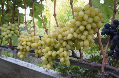 Assorted grape clusters hanging from vines, suitable for vineyard advertisi.. Stock Photos
