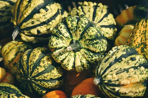 Assorted green and yellow patterned ornamental gourds for fall Stock Photos