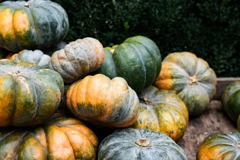 Assorted Green Pumpkins and Squash in Autumn Display Stock Photos