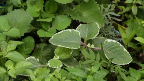 Assorted herbs in pots for sale Stock Footage 198286799