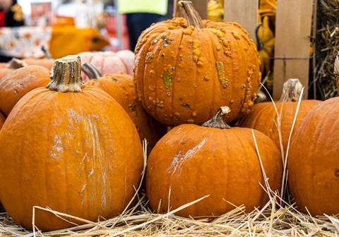 Assorted Large Pumpkins with Deformation on Haystack for Sale Foto stock