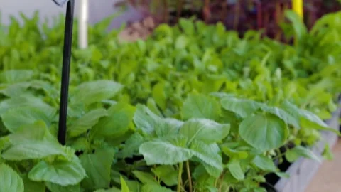 Assorted Leafy Green and Purple Potted Plants Displayed at Sydney Market Stall Stock Footage 345701163