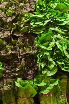 Assorted Lettuce at a Market Stock Photos
