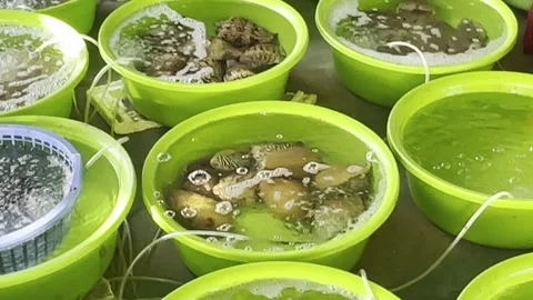 Assorted live lobsters, crabs, and fresh squids chilling with ice in green .. Stock Footage 340806826