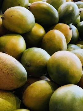 Assorted Mangoes in a Natural Light Setting Stock-Fotos