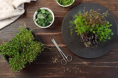 Assorted microgreens in growing containers and in small bowls. Flatlay on a dark Stock Photos