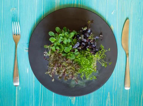 Assorted microgreens grown on a sponge. Micro-green on a black plate and cutlery Stock Photos
