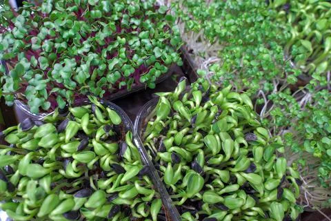 Assorted microgreens in plastic boxes as background or food texture Stock Photos