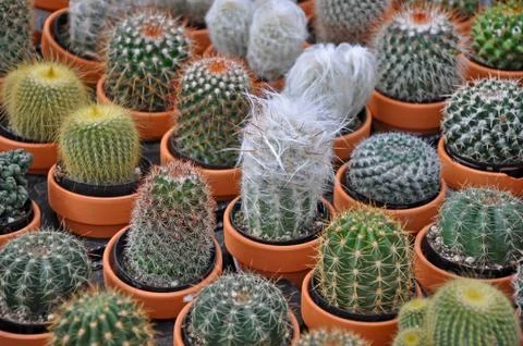 Assorted mini cactus plants Stock Photos