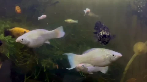 Assorted molly fish swimming together in a freshwater aquarium tank Vidéo 334949873