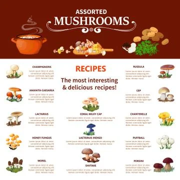 Assorted  Mushrooms Infographics Stock Illustration