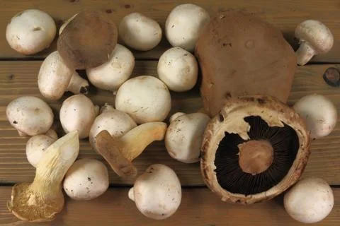 Assorted mushrooms Stock Photos