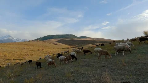 Assorted nuts and dried fruit background. Stock Footage 254051648