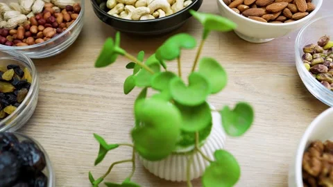 Assorted Nuts and Dried Fruits with Plant Centerpiece Stock Footage 320726395