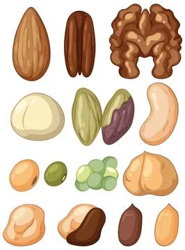 Assorted Nuts and Seeds Vector Illustration Collection Stock Illustration