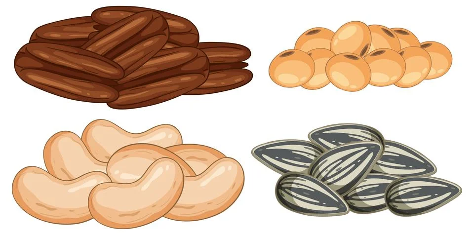 Assorted Nuts and Seeds Vector Illustration on White Stock Illustration